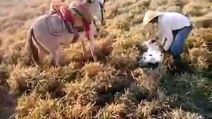 Un âne prend la defense d'un fermier chargé par une vache !
