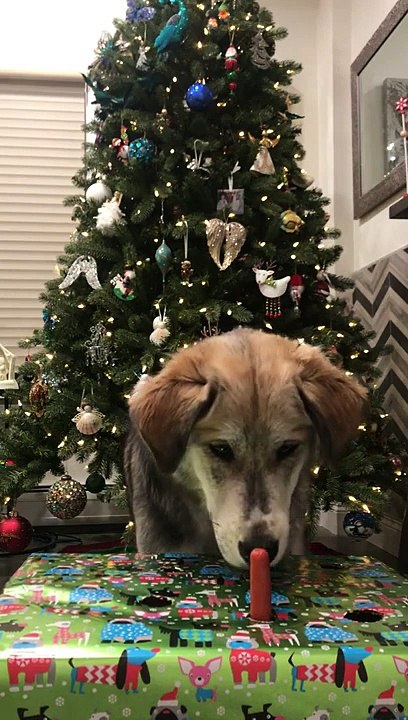 Ce chien s'amuse bien avec son cadeau de Noël