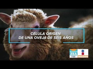 La historia de Dolly, la oveja clonada | Noticias con Francisco Zea