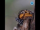 Santuarios de la mariposa monarca abren sus puertas: VIDEO