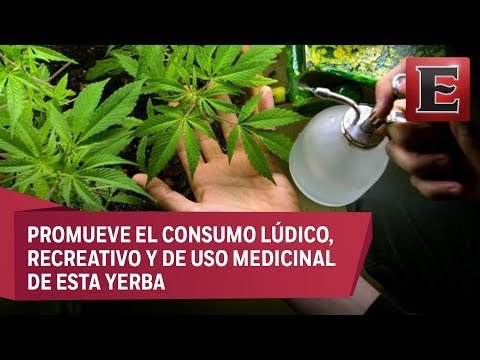 Colectivo busca legalizar mariguana en Yucatán