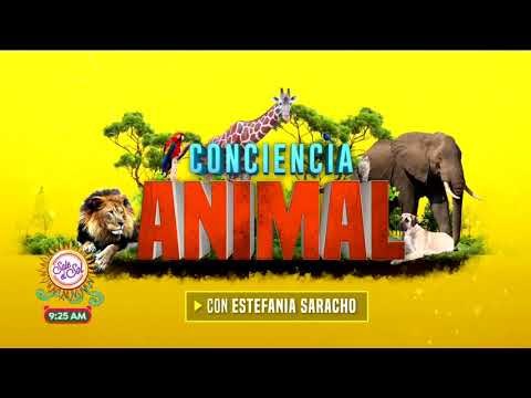 Conciencia animal: los animales más raros del mundo | Sale el Sol
