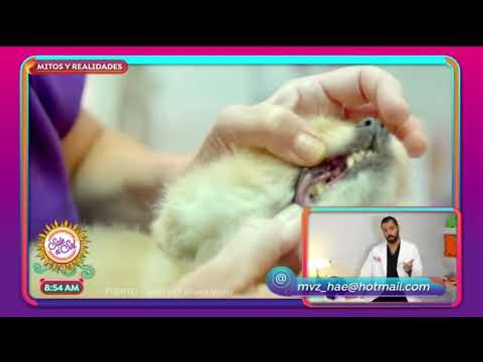 Mitos y Realidades: ¿Debes cuidar los diente de tu perro? | Sale el Sol