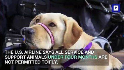 Delta Bans Puppies and Kittens on All of Its Flights