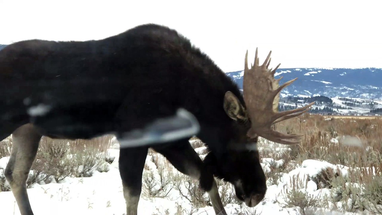 Moose Gets Up Close and Personal