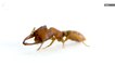 Is This Ant Really The 'Fastest' Animal On the Planet?