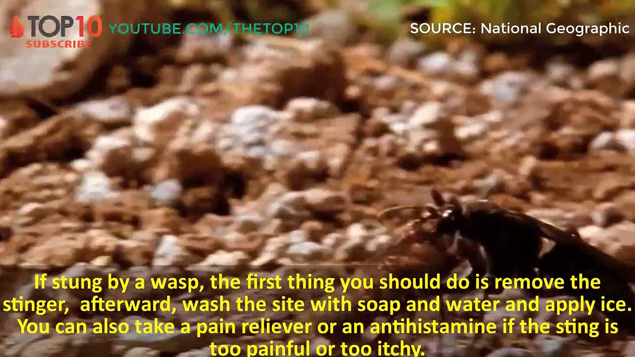 Most Dangerous Desert Animals - Snakes, Scorpions, Spiders,Wasps, Cougar...