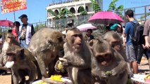 Two Monkeys Jump Onto Photographer's Head