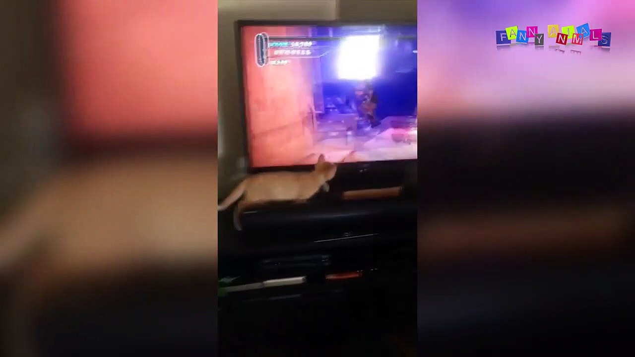 Просто приколы с котанами. Терпеливый кот.