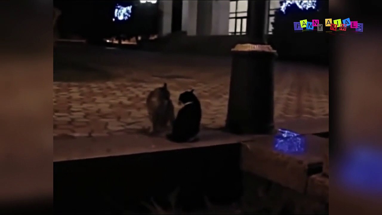 Просто приколы с котанами. Эпичные кошачьи бои. #1