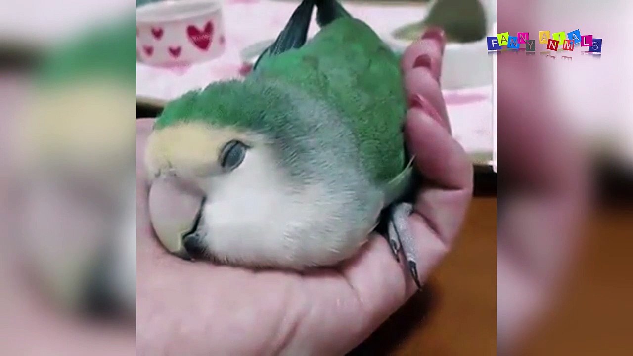 Разные приколы с разными животными. Уставший ёж.