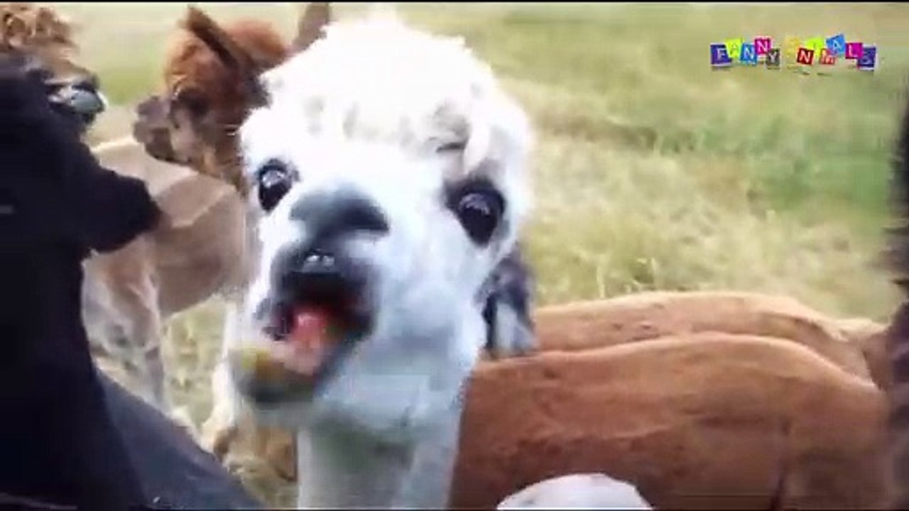 Разные приколы с разными животными. Шо с тобой, Вася.