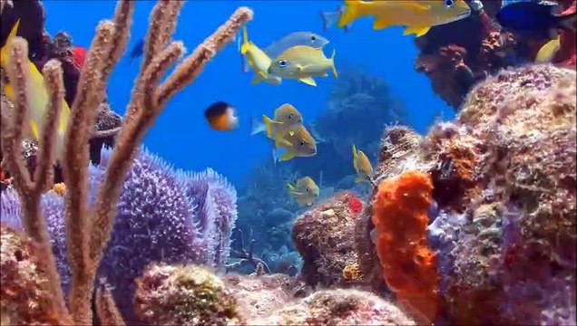 Planet Earth Astronomy and Space for Kids|Scientific Information|ABC Motion