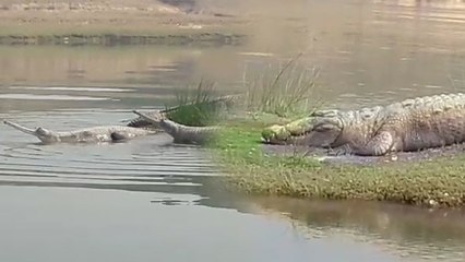 चंबल नदीं में एक बार फिर बाहर निकल आए घड़ियाल और मगरमच्छ, वीडियो