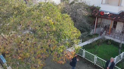 Aralık Ayı'nda Dalında Yeşil Erik Topladı