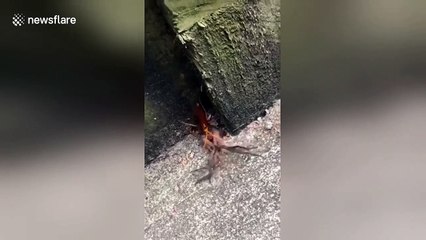 Insect takes huntsman spider home for dinner