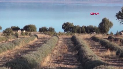 Burdur Lisinia'da 6 Milyon Lavanta Fidesi Üretildi