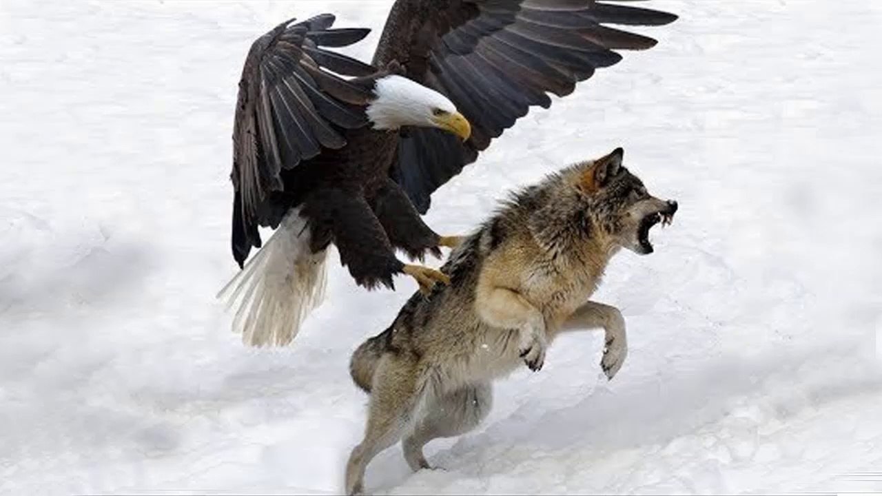 Amazing Animal Compilation - Top 2018 Animal Clips