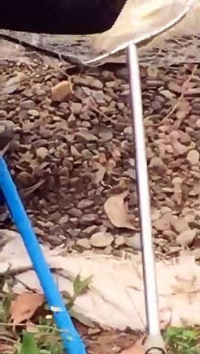 Câu cá giải trí tại hồ câu cá dịch vụ
