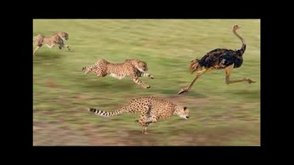 Amazing Cheetah Compilation - The Fastest Animal in the World!