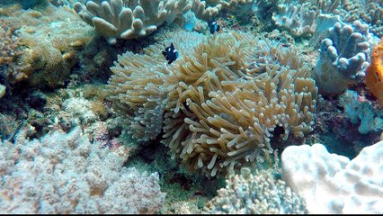 How do coral reefs benefit Kenya's economy?