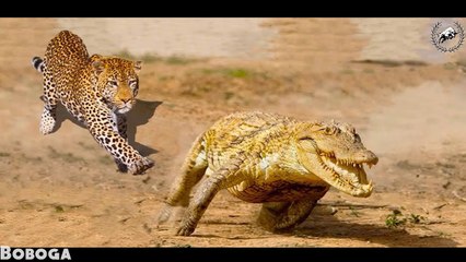 Amazing Jaguar Compilation - Big Cats of South America