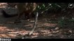 Amazing Mongoose and Cobra Compilation - Incredible Speed Skill and Agility