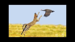 Birds VS Caracals VS Servals VS Leopard
