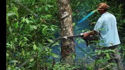 northern beaches tree and garden