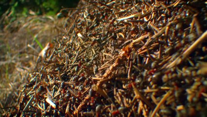 Animal building skills - Nature's architects