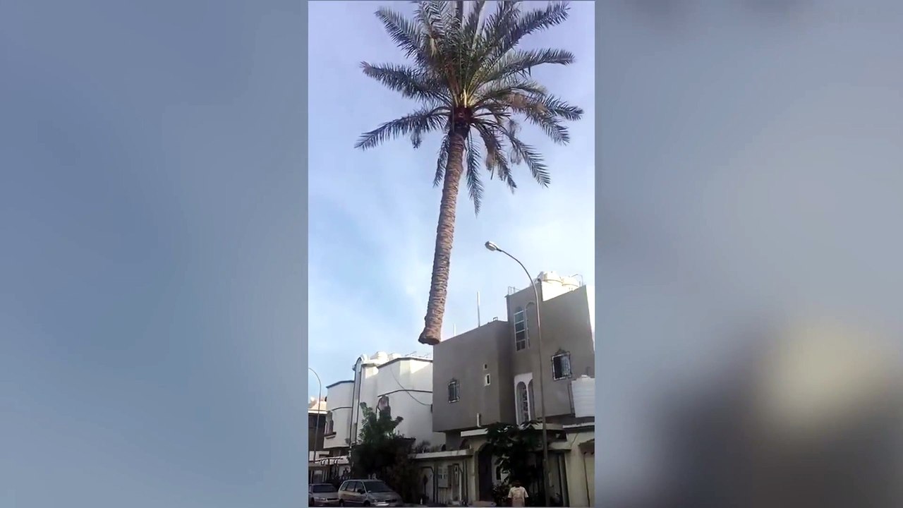 Floating Palm Tree
