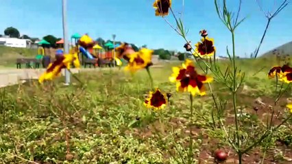 Vândalos agem em recém-inaugurado EcoPark