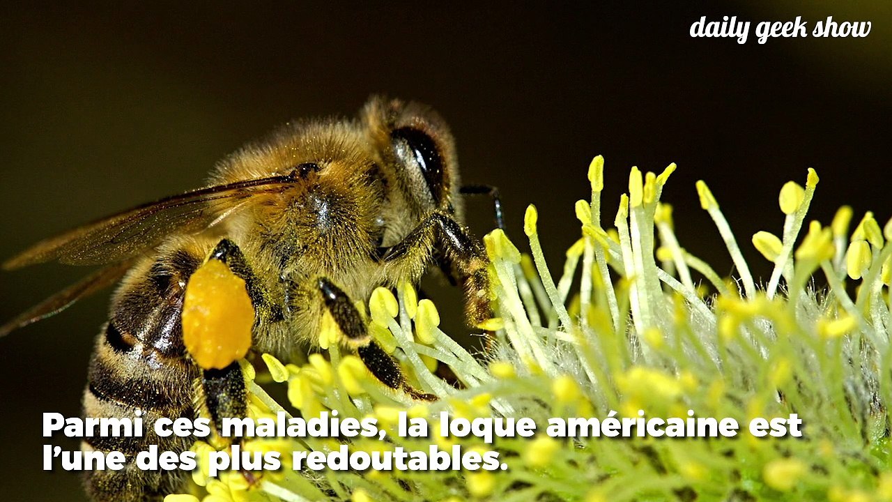 Ces chercheurs ont créé un vaccin pour sauver les abeilles