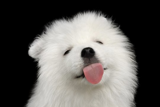 10 breeds of dogs the most expensive in the world