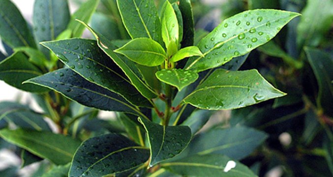 Defnenin Ülke Ekonomisine Katkısı 40 Milyon Dolar