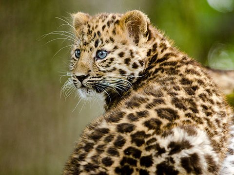 Eight critically endangered animals