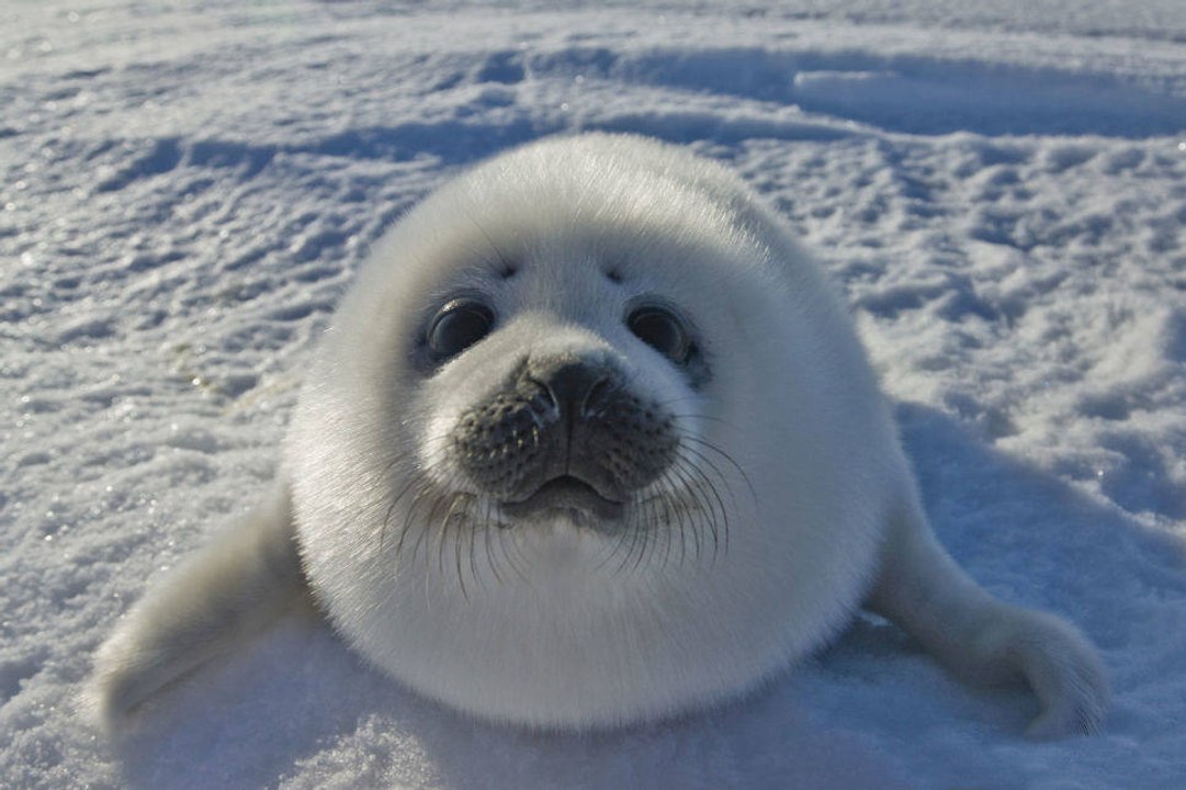 The cutest babies in the wild