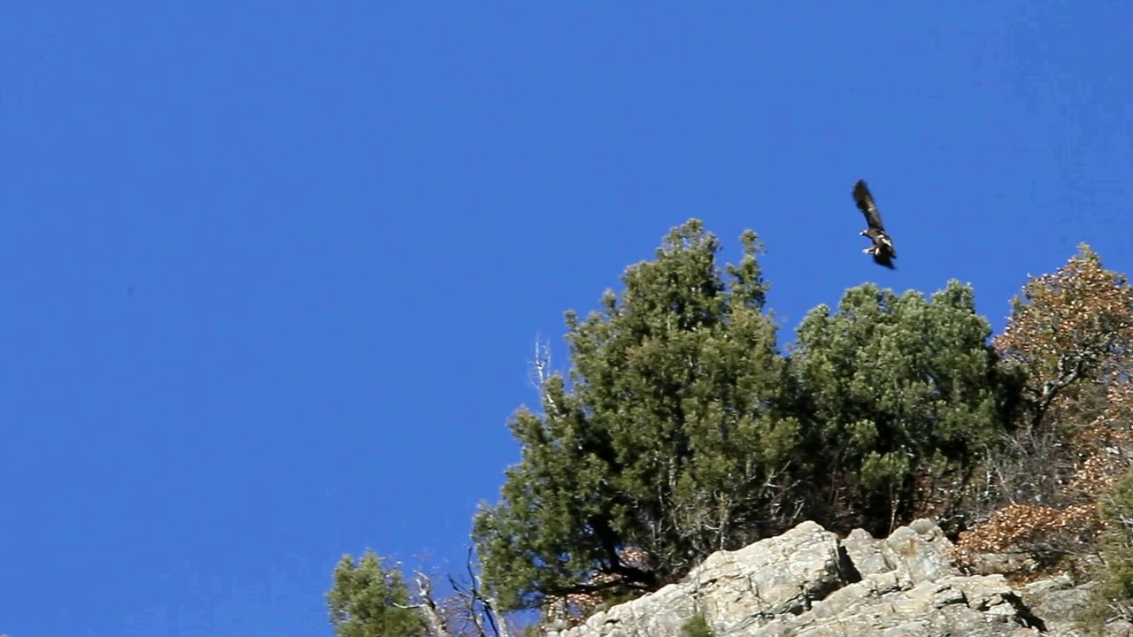 L'aigle se pose...