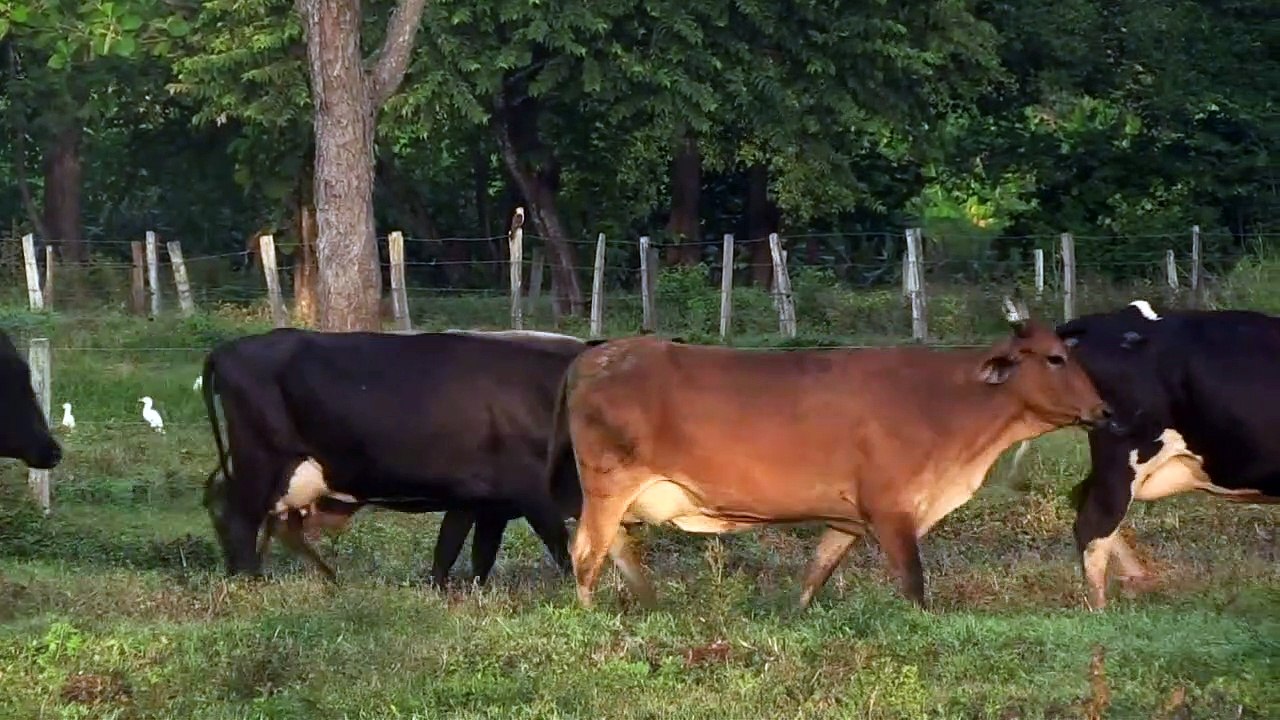 Raising cattle a risky business for Venezuelan ranchers