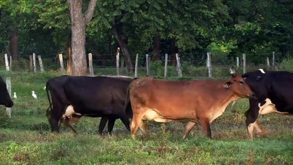 Raising cattle a risky business for Venezuelan ranchers