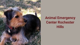 Rochester Hills Emergency Vet|Rochester Hills Vet Center
