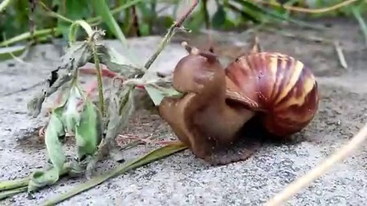 Festin d'un escargot : une feuille ! On dirait qu'il mange un sandwich !