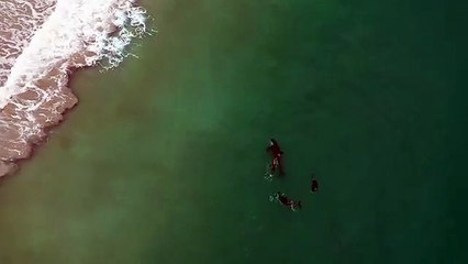 Nageuse au milieu des orques (Nouvelle-Zélande)