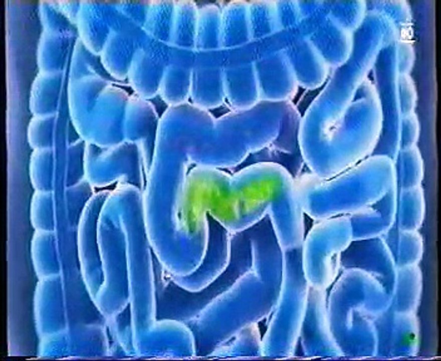 Prebioticos y microbiota intestinal: El almidon resistente