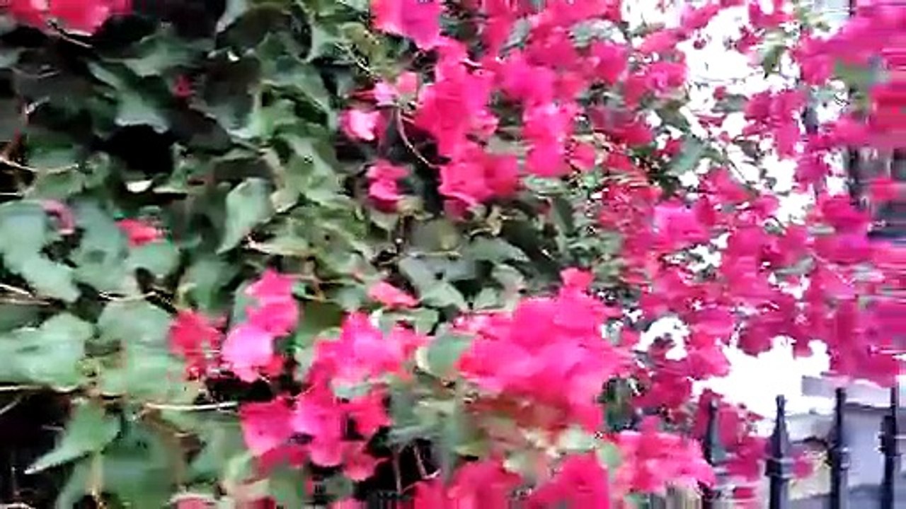 Des fleurs à San Jose, CA, USA, le 12 decembre 2018