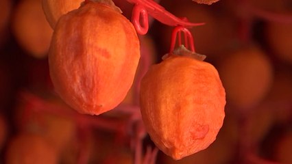 '호랑이보다 무서운' 함양 곶감 본격 출하 / YTN