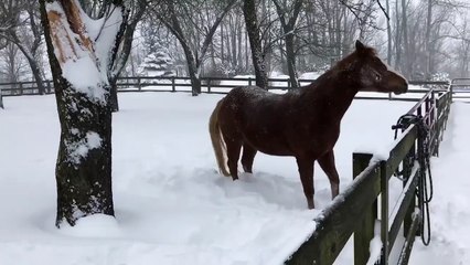 Des chevaux jouent dans la neige !