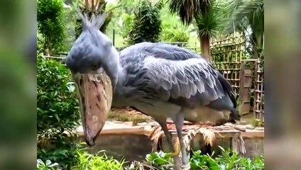 Un Bec-en-sabot du Nil produit un drôle de son !