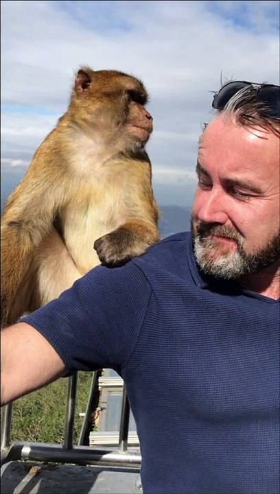 Monkey Business