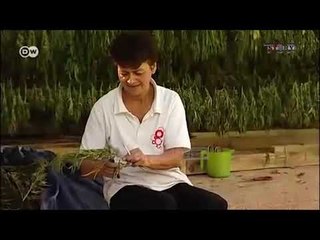 Top Story/ Rrëfimi i punëtorit të hashashit: Mbi 20 furgona transportonin drogën çdo ditë